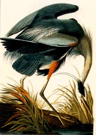 Resultado de imagen de Audubon Society