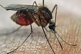 Image result for images of mosquito