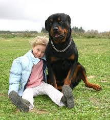 Rottwiler