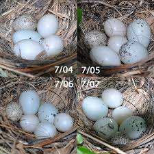Image result for brown headed cowbird eggs