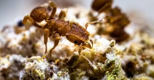 அறிவியல் பேசுவோம்! - இந்த வார முக்கிய அறிவியல் செய்திகளின் சுருக்கம் - 4.10.24 Book Day - Science News - Latest NEWS - https://bookday.in/