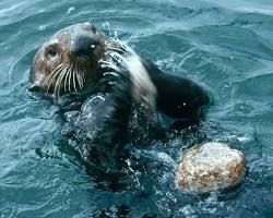 Image of sea otter using a rock to open a clam