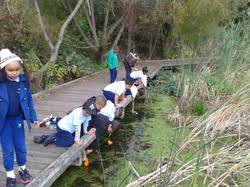 Image result for organisms and their environment