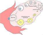 5-HTP (5-Hydroxytryptophan) 1mg