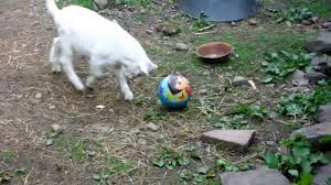 Slikovni rezultat za goat football