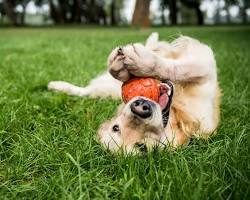 Imagen de Dog playing at a dog boarding facility