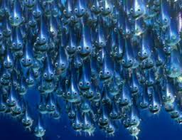 Image result for moonfish