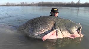 Image result for wels catfish