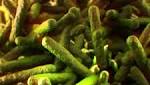 Meat Gauteng abattoir tests positive