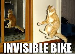 Image result for funny cats