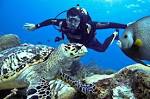 Into the deep: World s best dive sites CNN Travel