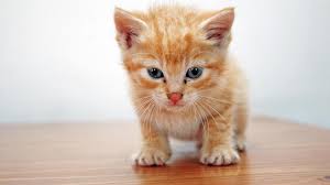 Résultat de recherche d'images pour "chaton"