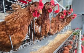 Pemerintah Perkuat Swasembada Protein melalui Hilirisasi Ayam Terintegrasi