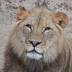 Racine Zoo to move lion to Indiana zoo