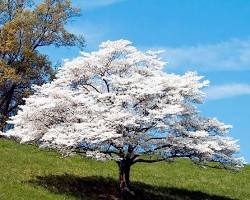 Dogwood tree