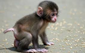 Image result for MONKEYS