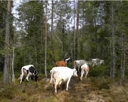 Image of Cows in a forest