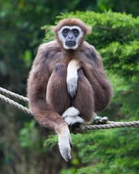 Image result for gibbon