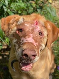 Buddy: Our Hero of the Day In April 2021, a devastating ...