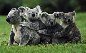 Image result for Koala