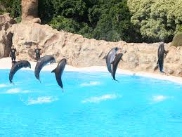 Resultado de imagen de imagenes de loro parque