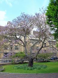 Image result for "Foxglove Tree"