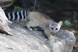 Move over Jimothy, there's a new raccoon-like animal in Idaho: Ringtails!