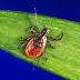 Tick towns: Researchers target neighborhoods in Lyme effort