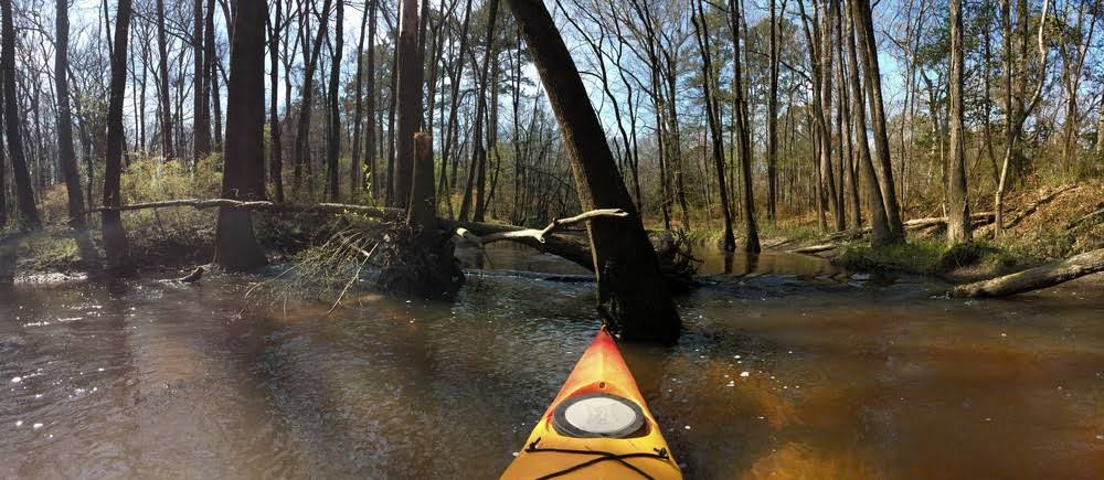 Tree Service South Congaree, SC