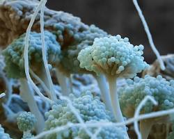 Image of Fungi on food