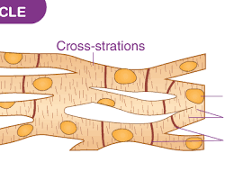 Image of Cardiac muscle anatomy diagram