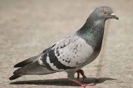 Image result for pigeons