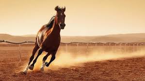 Image result for HORSE