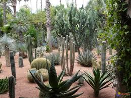 Image result for jardin majorelle