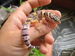 Resultado de imagen para gecko leopardo mascota