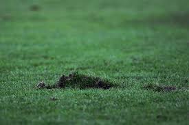 KVC Westerlo mist topschutter tegen OHL