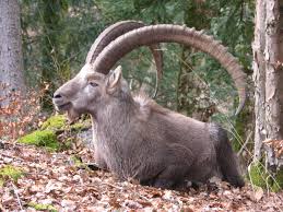 Image result for baby goat