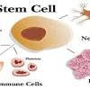 Story image for Cord Blood Stem Cell Treatment from The Hans India