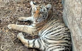 FGR asegura tigre de bengala, cocodrilo y otras especies exóticas tras cateo en casa de Valle Real en Zapopan