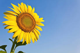 Image result for sunflower