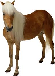 Image result for HORSE