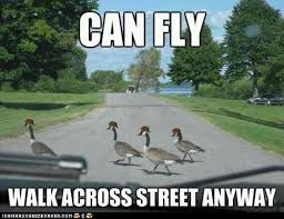 Image result for Animal Meme