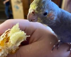 تصویر Cockatiel eating