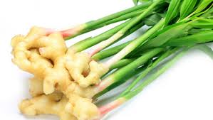 Αποτέλεσμα εικόνας για Τζίντζερ