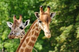 giraffen