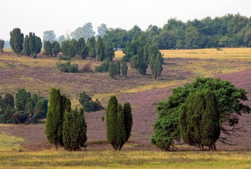 Lüneburg Heath