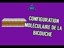 Bicouche lipidique pdia