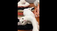 Sweet cat ‘wobbled right into the hearts’ of shelter staff. Now she needs a home