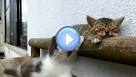 Chaton trop mignon ET si drle - vido Dailymotion