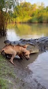 Bodycam Footage: Rescuing a Cat in Distress | TikTok